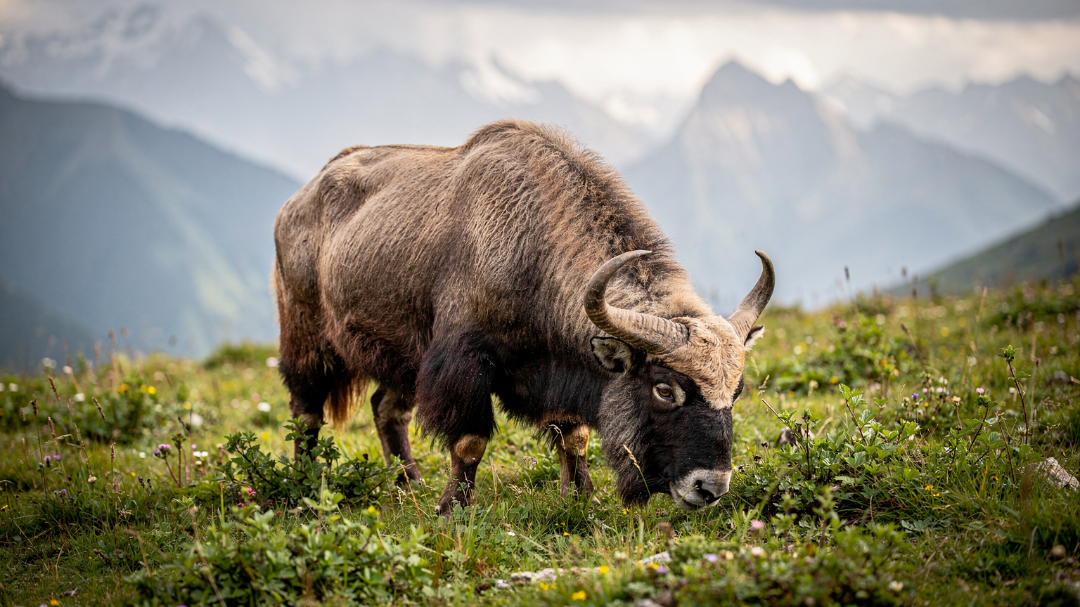 A majestic Takin, Bhutan's national animal, grazing peacefully in a lush, misty mountain pasture.