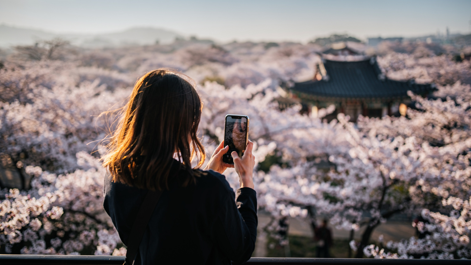 Woman taking photo of cherry blossoms and hanok in Jinhae, South Korea with smartphone