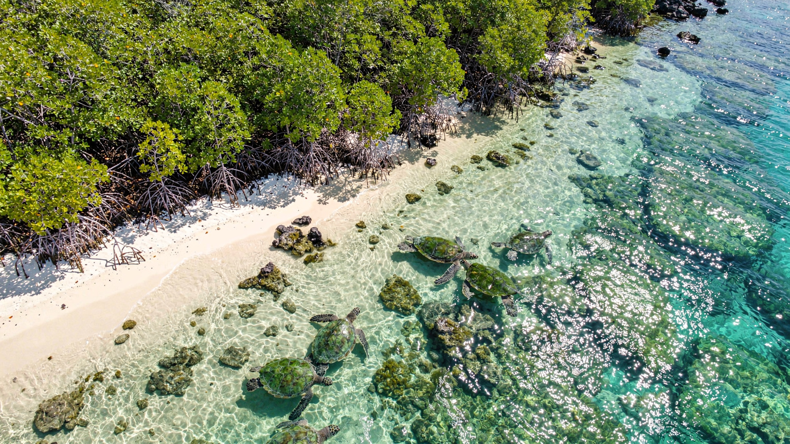 Une vue aérienne d'une plage immaculée des Galápagos, bordée par une forêt de mangroves. Des tortues marines nagent dans les eaux cristallines près du rivage, soulignant l'écosystème fragile et la biodiversité de l'archipel.
