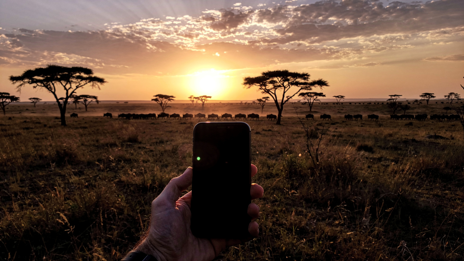 En person holder en smartphone op mod en dramatisk solnedgang over savannen, hvor silhuetter af akacietræer og vilde dyr kan skimtes i det fjerne.
