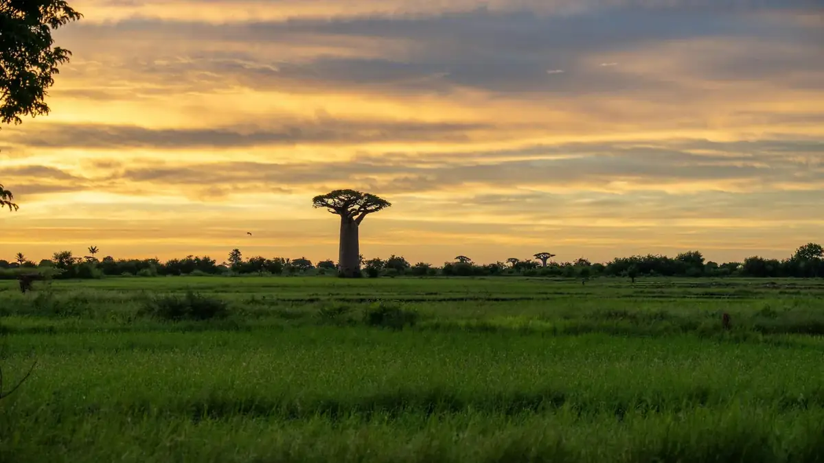 Madagascar